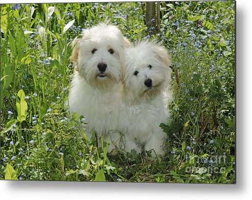 Dog Metal Print featuring the photograph Coton De Tulear Dogs by John Daniels