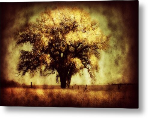 Trees Metal Print featuring the photograph Cottonwood 4 by Julie Hamilton