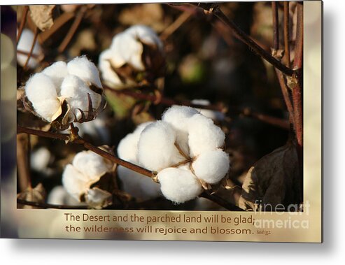 Cotton Field Metal Print featuring the photograph Cotton Bolls Ready for Harvest by Beverly Guilliams