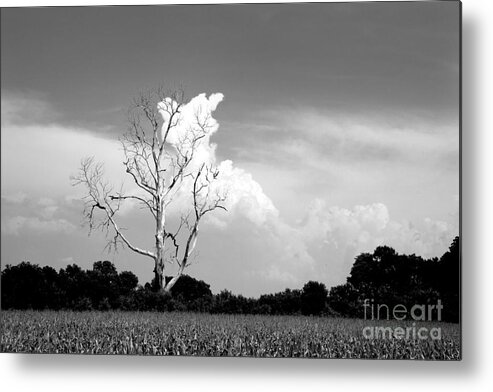 Tree Metal Print featuring the photograph Cotton Candy Tree - Clarksdale Mississippi by T Lowry Wilson