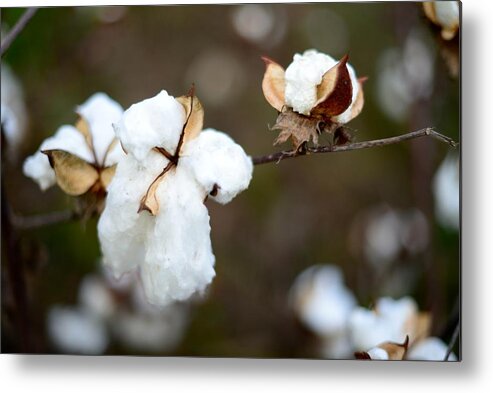 Cotton Metal Print featuring the photograph Cotton Creations by Linda Mishler
