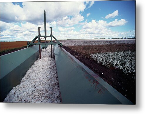 Scenics Metal Print featuring the photograph Cotton Harvesting by Ooyoo