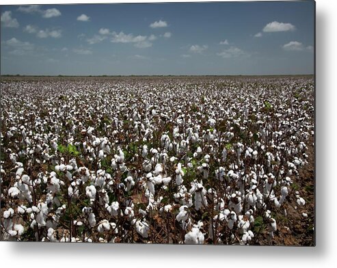 Cotton Metal Print featuring the photograph Cotton Plants by Jim West