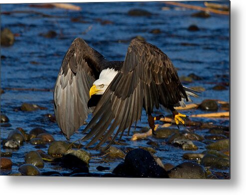 Bald Eagle Metal Print featuring the photograph Count Dracula by Shari Sommerfeld