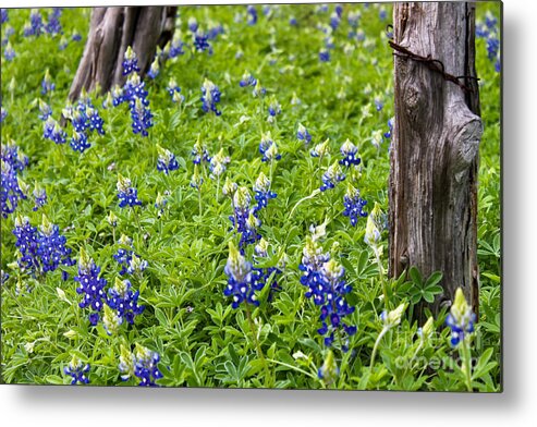 Fence Posts Metal Print featuring the photograph Country Blues by Diana Black