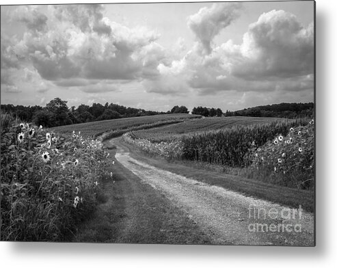 Sunflower Metal Print featuring the photograph Country Road by Chris Scroggins