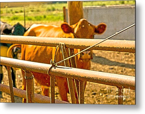 Cow Art Photographs Metal Print featuring the photograph Cows Coming Home by Artist and Photographer Laura Wrede