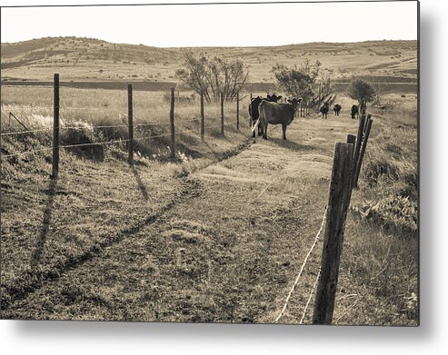 Cows Metal Print featuring the photograph Cows in the Lane by Dawn Romine