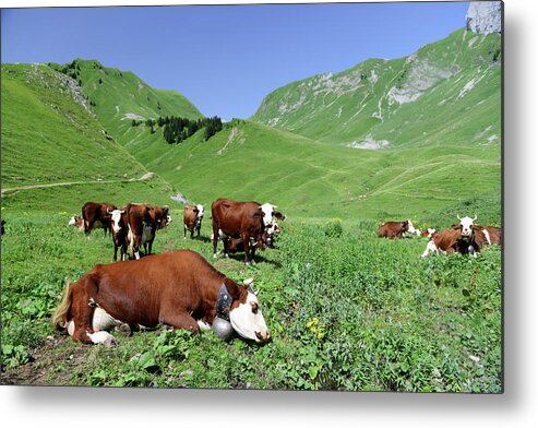 Scenics Metal Print featuring the photograph Cows In The Mountains Of Eastern France by Gilbert Laurie