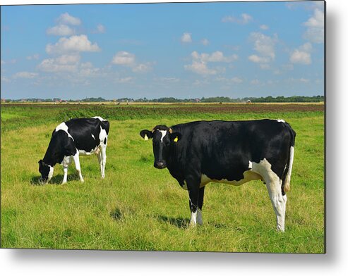 Grass Metal Print featuring the photograph Cows On Meadow by Raimund Linke