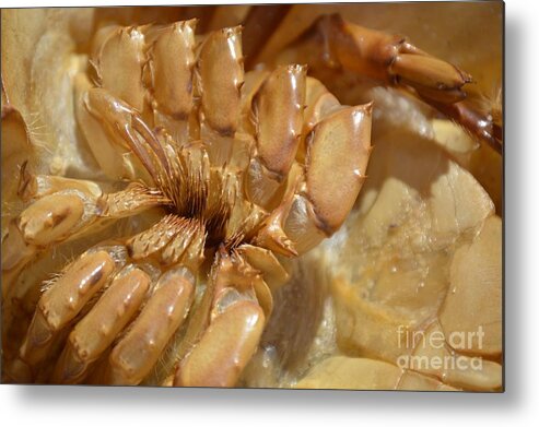 Horseshoe Crab Metal Print featuring the photograph Crab Legs by Lynellen Nielsen