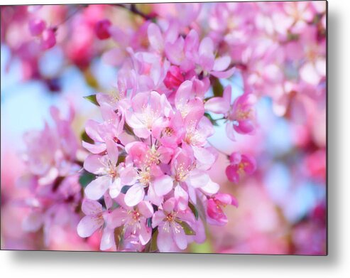 Crabapple Blossom Metal Print featuring the photograph Crabapple Blossom (malus Coronaria) by Maria Mosolova/science Photo Library