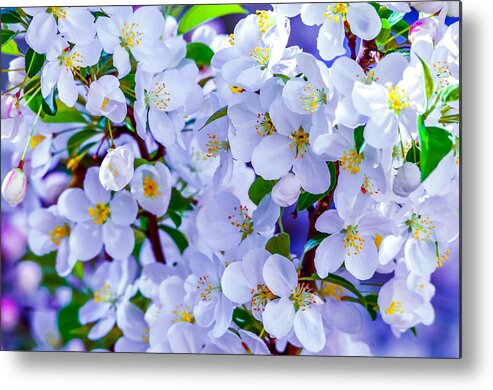 Apple Metal Print featuring the photograph Crabapple Colors by Brian Stevens