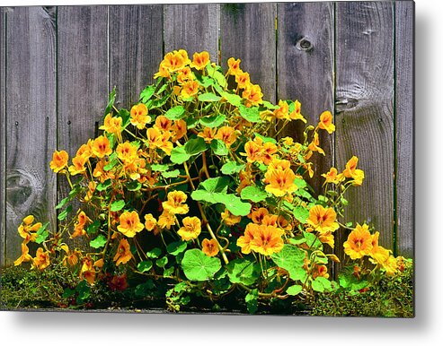 Hibiscus Metal Print featuring the photograph Creeping Hibiscus by Jon Exley