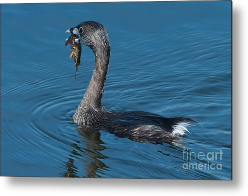 Pied Metal Print featuring the photograph Creole Grebe by Photos By Cassandra