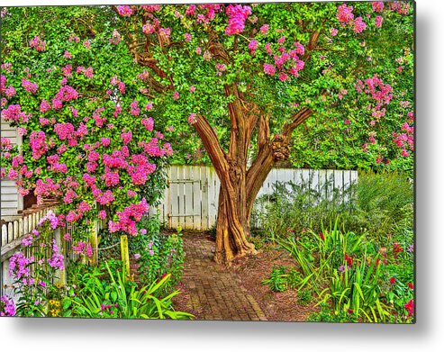 Crepe Myrtle Metal Print featuring the photograph Crepe Myrtle in Wiliamsburg Garden by Jerry Gammon