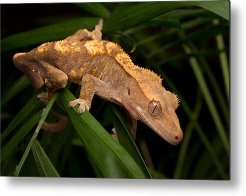 New Caledonian Crested Gecko Metal Print featuring the photograph Crested Gecko Rhacodactylus Ciliatus by David Kenny