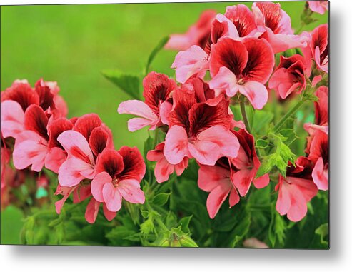 From The Garden Metal Print featuring the photograph Crimson and Coral by E Faithe Lester