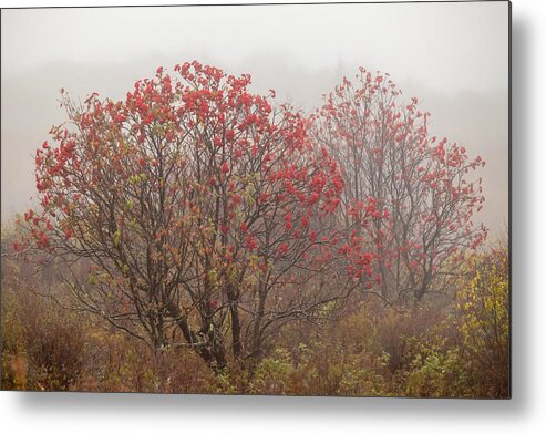 2013 Metal Print featuring the photograph Crimson Fog by Melinda Ledsome