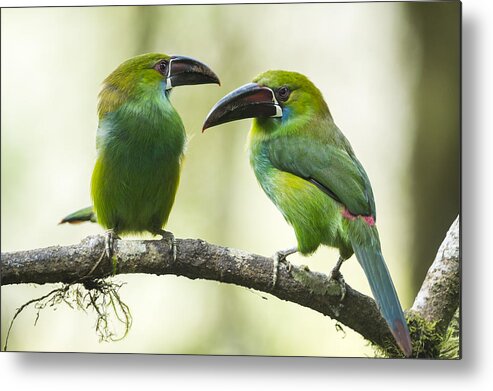 Tui De Roy Metal Print featuring the photograph Crimson-rumped Toucanet Pair Angel Paz by Tui De Roy