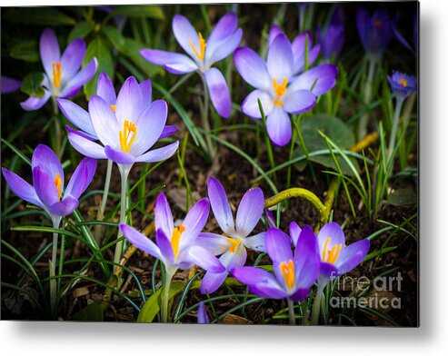 London Metal Print featuring the photograph Crocuses by Matt Malloy