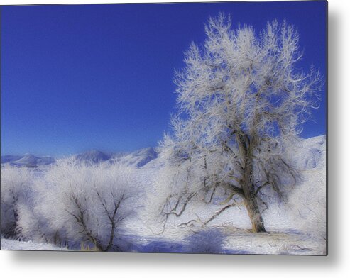 Frozen Trees Metal Print featuring the photograph Crystalized Valley by Kristal Kraft
