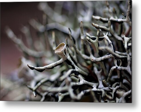 Cup Lichen Metal Print featuring the photograph Cup Lichen by Betty Depee