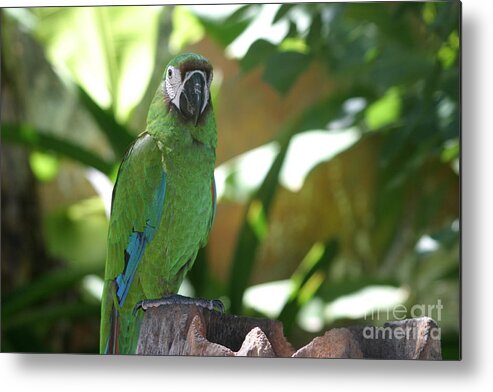 Curacao Metal Print featuring the photograph Curacao Parrot by Living Color Photography Lorraine Lynch