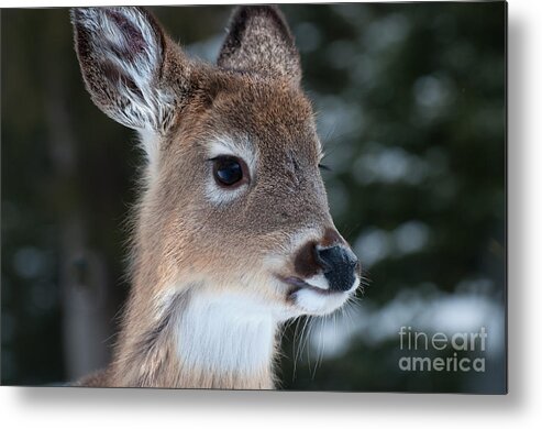 White Tailed Deer Metal Print featuring the photograph Curious Fawn by Bianca Nadeau