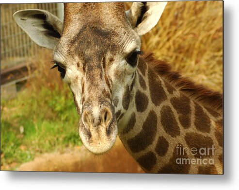Hungry Metal Print featuring the photograph Curious Giraffe by Micah May
