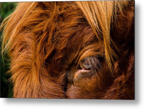 Eye Metal Print featuring the photograph Curious Glance Of A Highland Cattle by Andreas Berthold