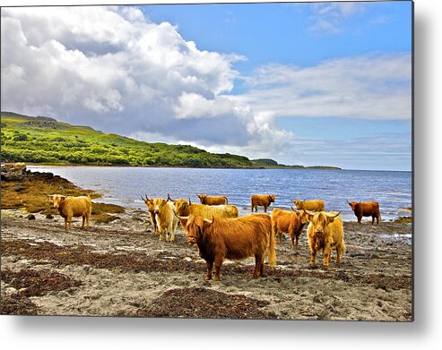 Land Scapes Metal Print featuring the photograph Curious by Mark Egerton