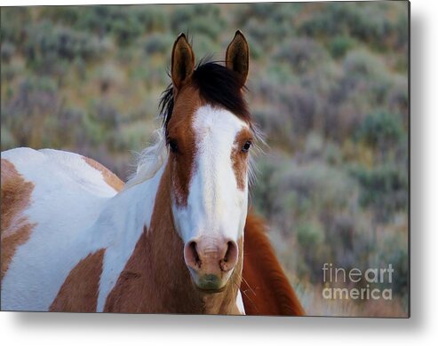 Horse Metal Print featuring the photograph Curious by Michele Penner