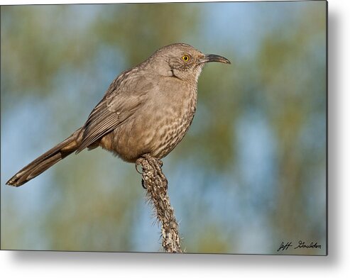 Animal Metal Print featuring the photograph Curve-Billed Thrasher by Jeff Goulden