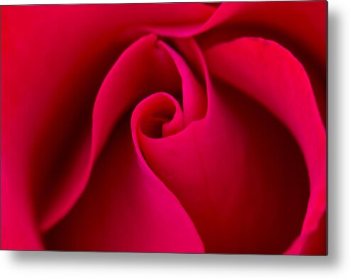 Valentine Metal Print featuring the photograph Curves of a Rose by Teri Virbickis