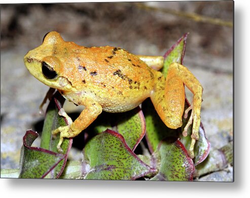 Cutin De Quito Metal Print featuring the photograph Cutin De Quito Frog by Dr Morley Read/science Photo Library