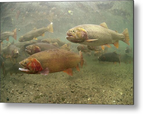 Feb0514 Metal Print featuring the photograph Cutthroat Trout In The Spring Idaho by Michael Quinton
