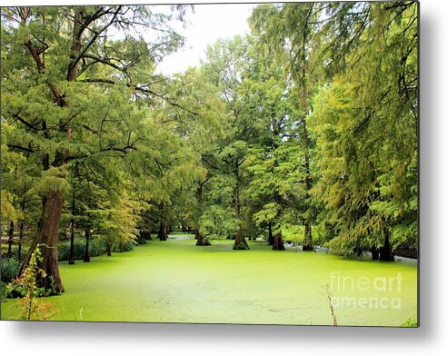 Cypress Metal Print featuring the photograph Cypress In Green by Karen Wagner