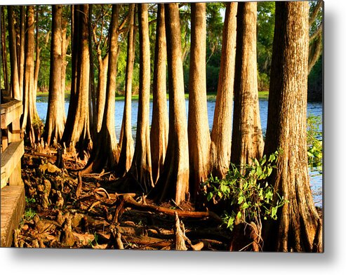 Lake Metal Print featuring the photograph Cypress Tree cluster 3 by Tom Baptist