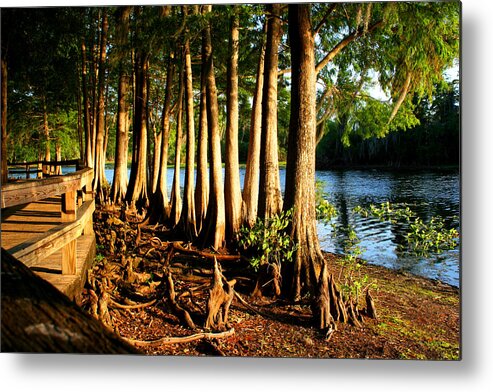 Lake Metal Print featuring the photograph Cypress Tree cluster 4 by Tom Baptist