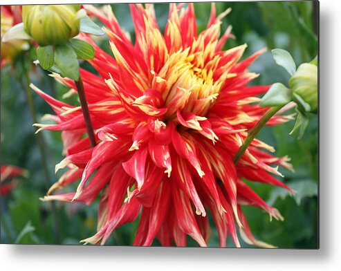 Flora Metal Print featuring the photograph Dahlia 1 by Gerry Bates