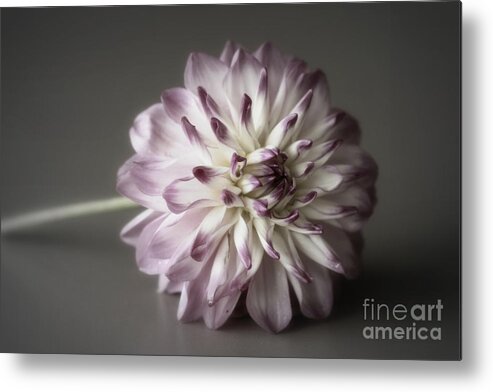 Flower Metal Print featuring the photograph Dahlia by Amanda Mohler