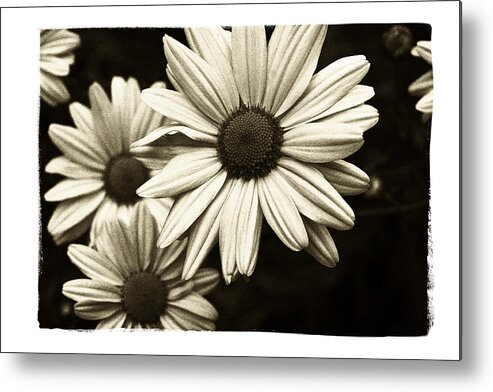 Flower Metal Print featuring the photograph Daisy 2 by Tanya Jacobson-Smith