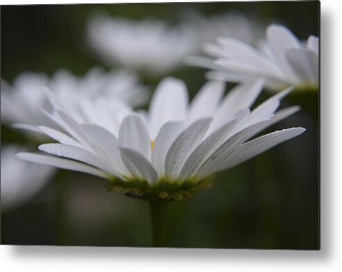 Daisies Metal Print featuring the photograph Daisy at Dusk by Forest Floor Photography