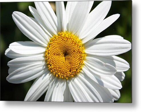Flora Metal Print featuring the photograph Daisy by Gerry Bates
