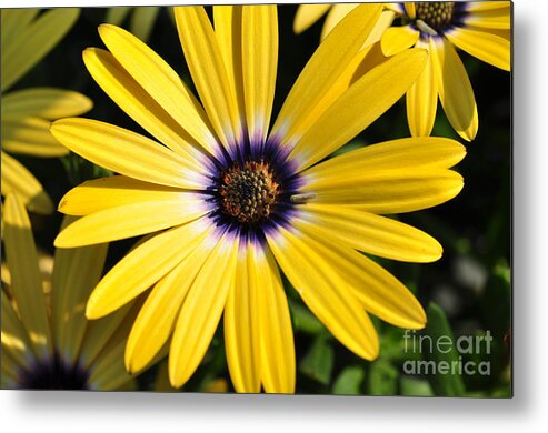 Daisy Metal Print featuring the photograph Daisy by Gwen Gibson