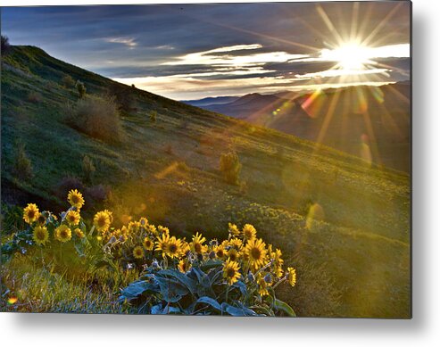 Palouse Metal Print featuring the photograph Daisy in Dawn light by Hisao Mogi