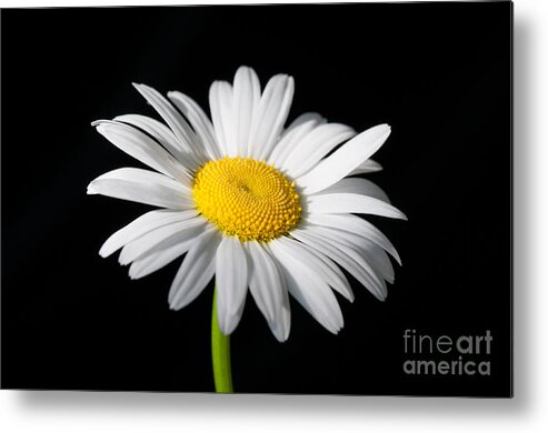 Daisy Metal Print featuring the photograph Daisy on Black 1 by Sarah Schroder