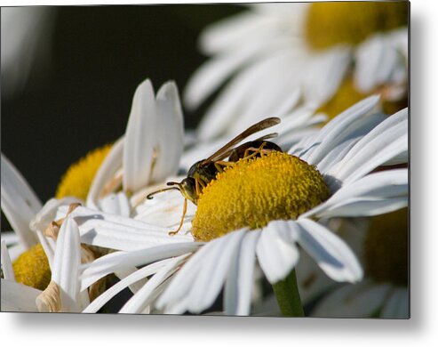 Bee Metal Print featuring the photograph Daisy with Friend by Greg Graham