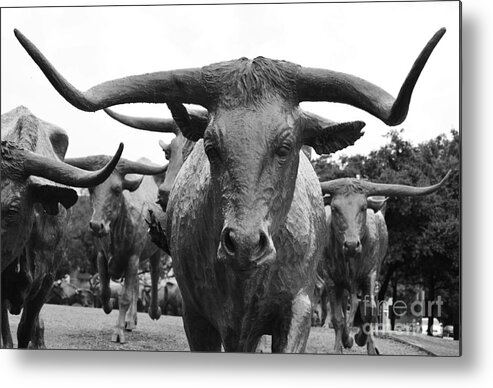 Travelpixpro Dallas Metal Print featuring the photograph Dallas Texas Pioneer Plaza Longhorn Cattle Drive Bronze Sculpture Black and White by Shawn O'Brien